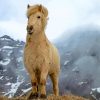 Beige Icelandic Horse Paint By Numbers