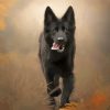 Black German Shepherd Puppy Paint By Numbers