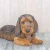 Black And Beige Wire Haired Dachshund Paint By Numbers