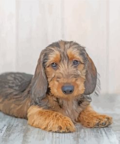 Black And Beige Wire Haired Dachshund Paint By Numbers