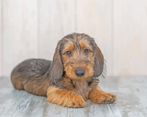 Black And Beige Wire Haired Dachshund Paint By Numbers