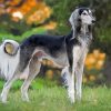 Black And White Saluki Paint By Numbers