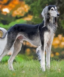 Black And White Saluki Paint By Numbers