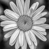 Black And White Daisy Flower Paint By Numbers