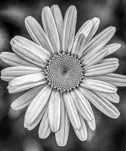 Black And White Daisy Flower Paint By Numbers