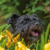 Black Cairn Terrier With Yellow Flowers Paint By Numbers