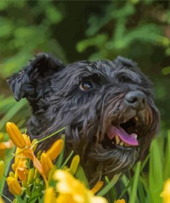 Black Cairn Terrier With Yellow Flowers Paint By Numbers