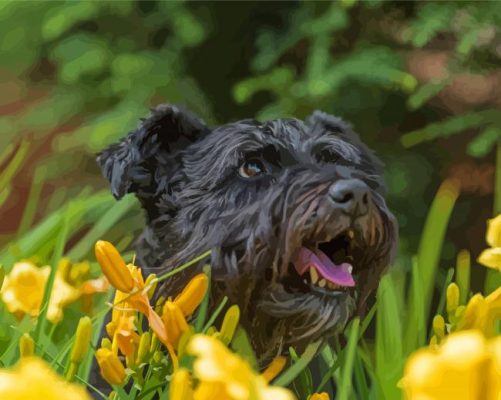 Black Cairn Terrier With Yellow Flowers Paint By Numbers