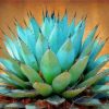 Blue Agave Plant Paint By Numbers