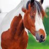 Brown And White Pinto Horse Paint By Numbers