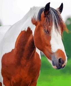 Brown And White Pinto Horse Paint By Numbers