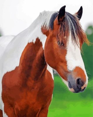 Brown And White Pinto Horse Paint By Numbers