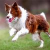 Brown Border Collie Running Dog Paint By Numbers