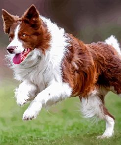 Brown Border Collie Running Dog Paint By Numbers