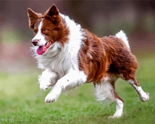 Brown Border Collie Running Dog Paint By Numbers