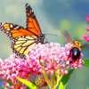 Butterfly And Bee On Pink Flower Paint By Numbers