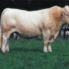 Charolais Cattle Paint By Numbers