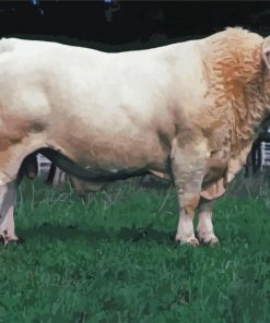 Charolais Cattle Paint By Numbers