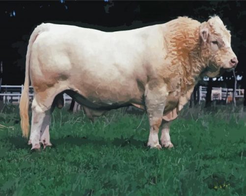 Charolais Cattle Paint By Numbers