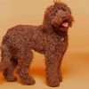 Chocolate Labradoodle Dog Paint By Numbers