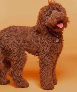 Chocolate Labradoodle Dog Paint By Numbers