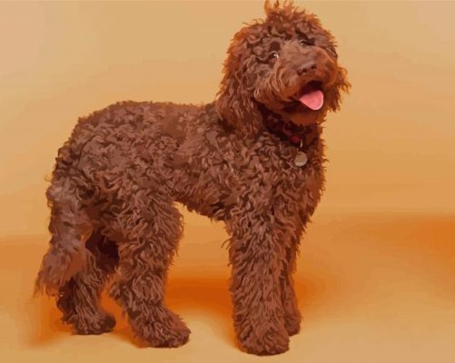 Chocolate Labradoodle Dog Paint By Numbers