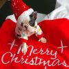 Christmas Boston Terrier Puppy Paint By Numbers