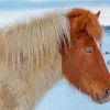 Close Up Icelandic Horse With Blue Eyes Paint By Numbers