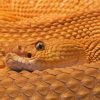 Close Up Venomous Rattlesnake Paint By Numbers