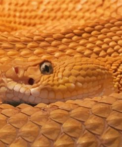 Close Up Venomous Rattlesnake Paint By Numbers