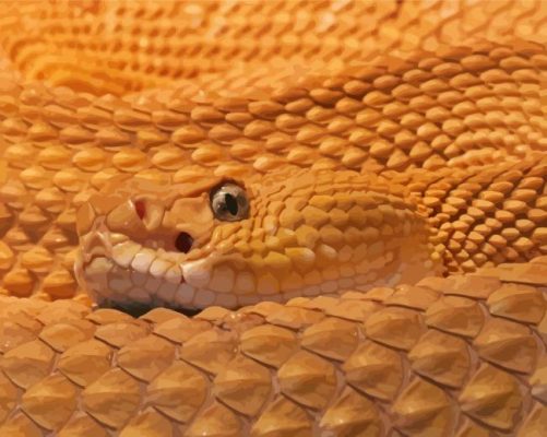 Close Up Venomous Rattlesnake Paint By Numbers