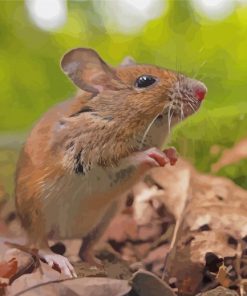 Cute Field Mouse Paint By Numbers