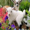 Cute Floral Goat Paint By Numbers