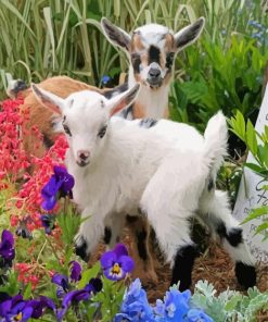 Cute Floral Goat Paint By Numbers