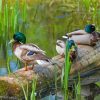 Ducks On A Pond Paint By Numbers