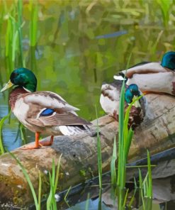 Ducks On A Pond Paint By Numbers