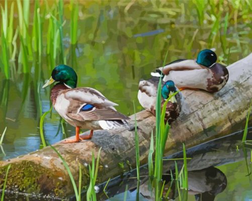 Ducks On A Pond Paint By Numbers