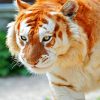 Golden Tiger Animal Paint By Numbers