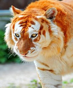 Golden Tiger Animal Paint By Numbers