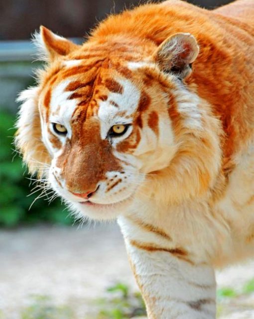 Golden Tiger Animal Paint By Numbers