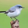 Gray Catbird Paint By Numbers