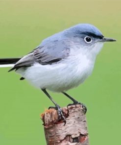 Gray Catbird Paint By Numbers