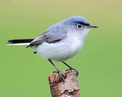 Gray Catbird Paint By Numbers