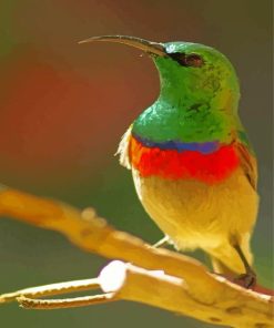 Green Head Sunbird Paint By Numbers