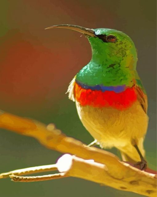 Green Head Sunbird Paint By Numbers