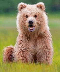 Happy Baby Bear Paint By Numbers