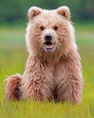 Happy Baby Bear Paint By Numbers