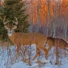 Large Buck And Doe In Snow Paint By Numbers