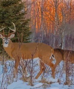 Large Buck And Doe In Snow Paint By Numbers