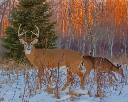 Large Buck And Doe In Snow Paint By Numbers